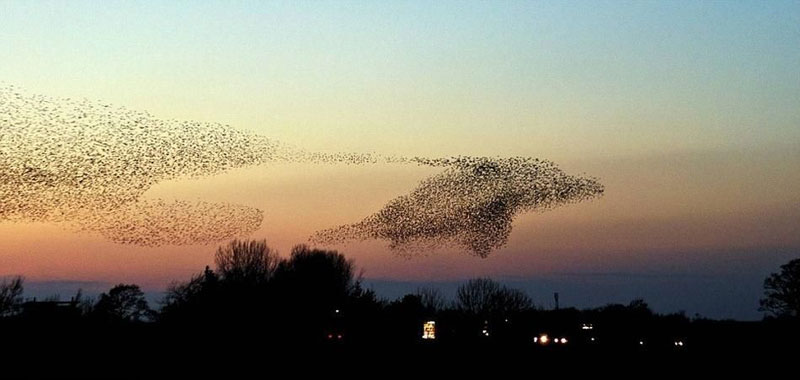 28-dolphin-bird-murmuration-perfect-timing