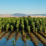 Pakistani-Scientists-cultivating-crops-with-sea-water