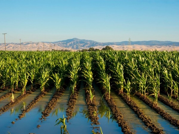 Pakistani-Scientists-cultivating-crops-with-sea-water