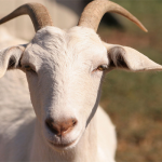 Bakra