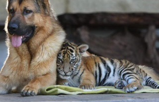 tiger-dog