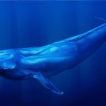 Blue Whale