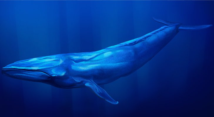 Blue Whale