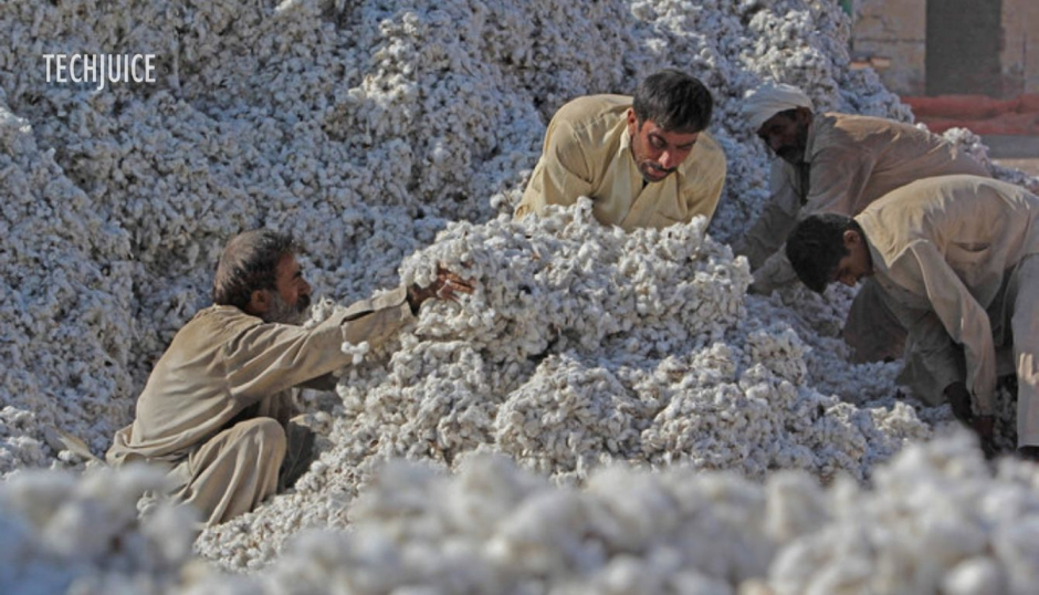 Pakistan Emerges As Leading Importer Of Us Cotton Amid Domestic Deficit